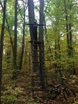 We do it in the woods